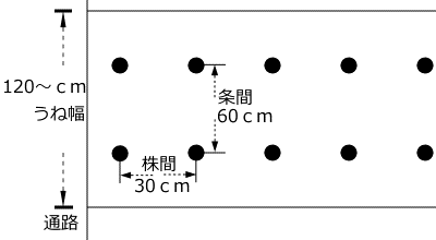 サツマイモのうね幅、植付け間隔
