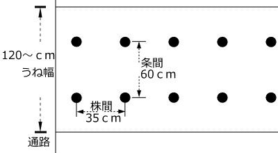 セルリーのうね幅、植付け間隔