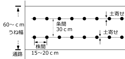 葉ネギのうね幅、植付け間隔