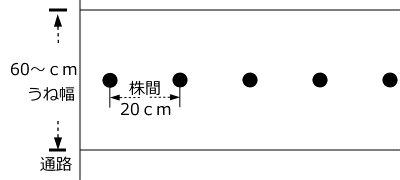 ワケギのうね幅、植付け間隔