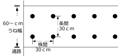 カブのうね幅、植付け間隔