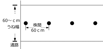 キュウリのうね幅、植付け間隔