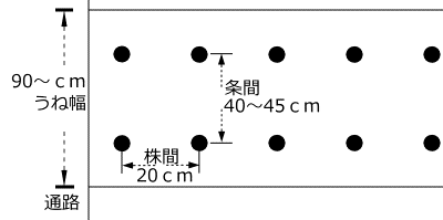 ニラのうね幅、植付け間隔