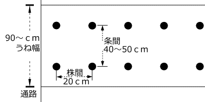 ワケギのうね幅、植付け間隔