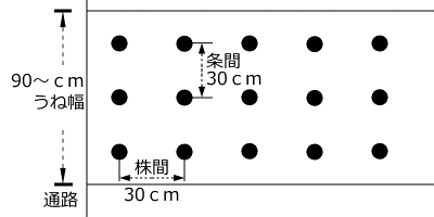 レタスのうね幅、植付け間隔