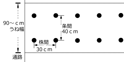 ラッカセイのうね幅、植付け間隔