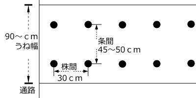 スイートコーンのうね幅、植付け間隔