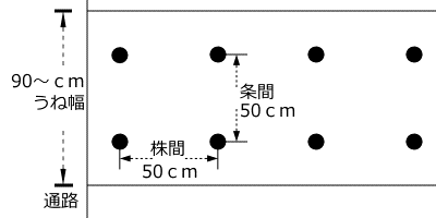 ブロッコリーのうね幅、植付け間隔