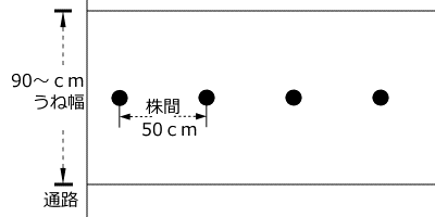 サトイモのうね幅、植付け間隔