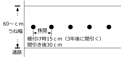 ミョウガのうね幅、植付け間隔
